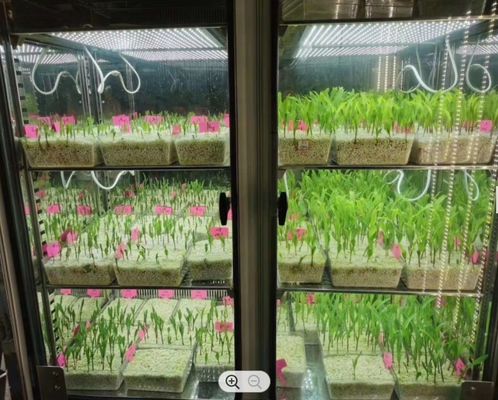 LIYI Komora do wzrostu roślin Sztuczna maszyna do kiełkowania nasion w klimacie Inkubator do wzrostu roślin